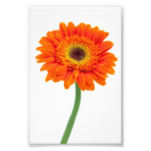 Impression Photo Orange Gerbera Daisy Flower