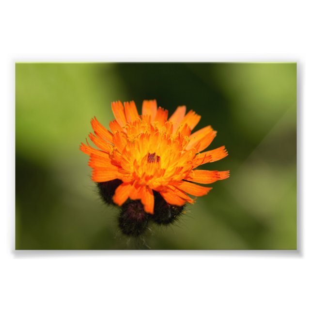 Impression Photo Orange Hawkweed (Devant)