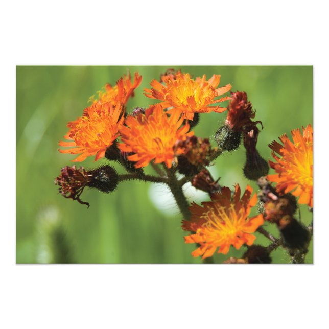 Impression Photo Orange Hawkweed Wild Things (Devant)