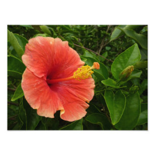 Impression Photo Orange Hibiscus Fleur Tropical Floral