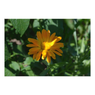Impression Photo Orange Pot Marigold Fleur personnalisée