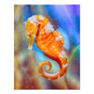 Impression Photo Orange Seahorse délice