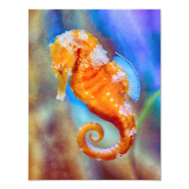 Impression Photo Orange Seahorse délice (Devant)