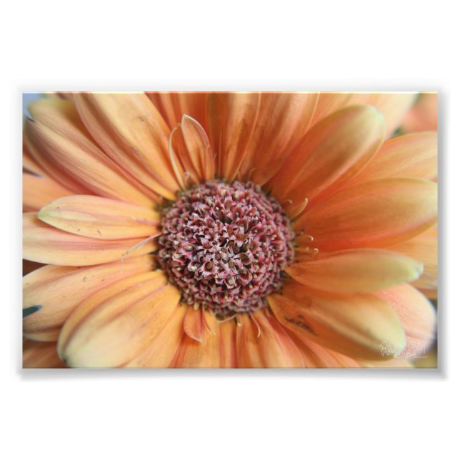 Impression Photo Orange Sherbet Daisy (Devant)