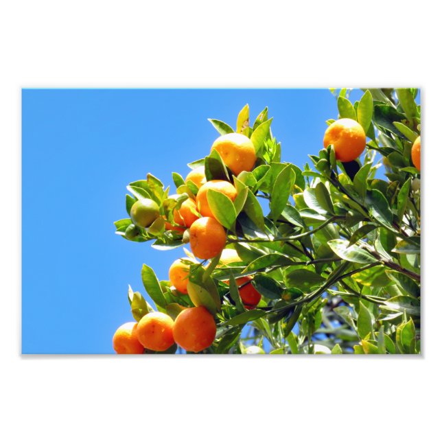 Impression Photo Oranges (Devant)