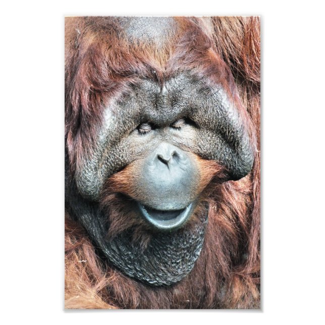 IMPRESSION PHOTO ORANGUTAN (Devant)