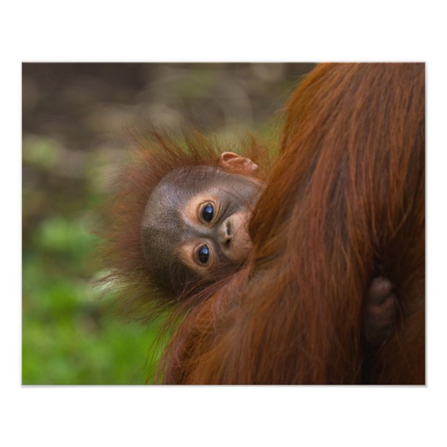 Impression Photo Orangutan Baby Avoir Un Jeu (Devant)
