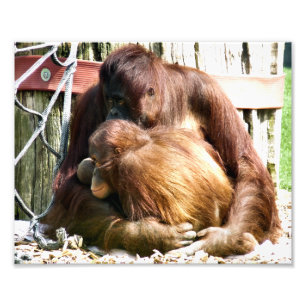 IMPRESSION PHOTO ORANGUTANS