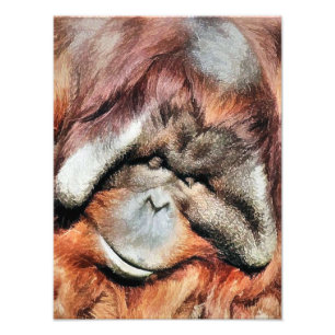 IMPRESSION PHOTO ORANGUTANS