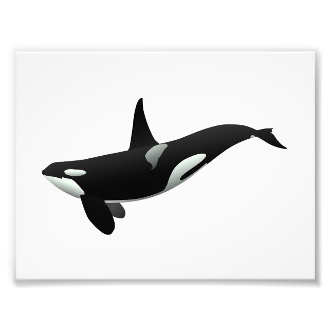 Impression Photo Orca whale illustration - choose background color (Devant)
