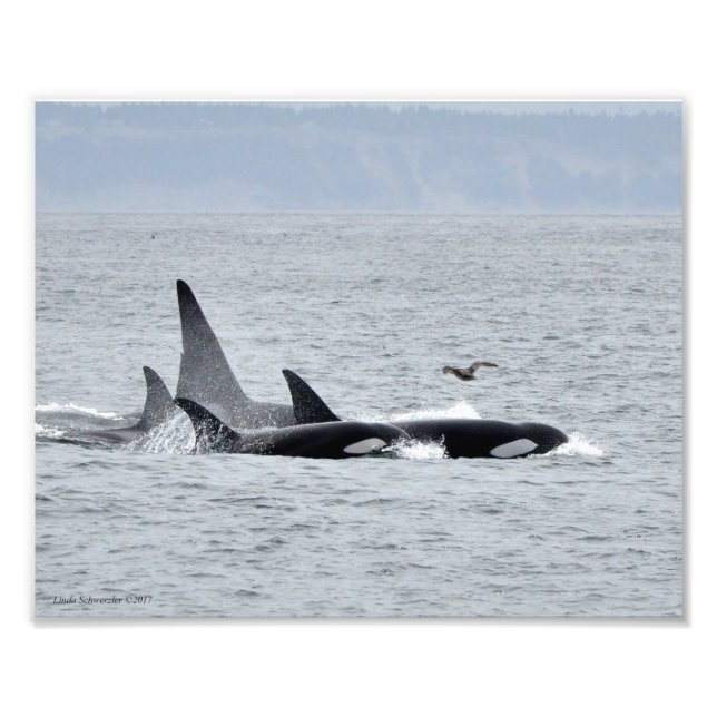 Impression Photo Orca Whales ! (Devant)