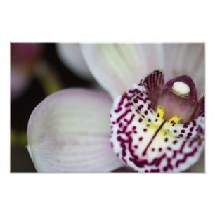 Impression Photo Orchid de Purple et White