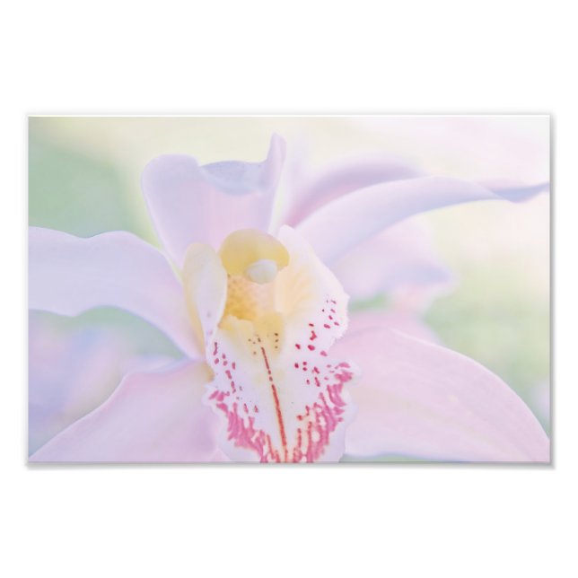 Impression Photo Orchid Pastel (Devant)