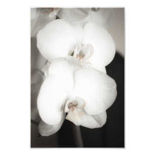 Impression Photo Orchidée 8931