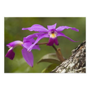 Impression Photo Orchidée Cattleya violette Cattleya violacea)