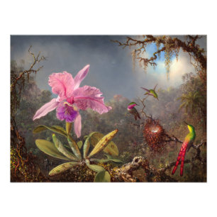 Impression Photo Orchidée de Cattleya et trois colibris par Heade