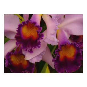 Impression Photo Orchidée hybride de Cattleya