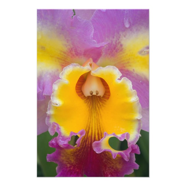 Impression Photo Orchidée hybride, Floride (Devant)