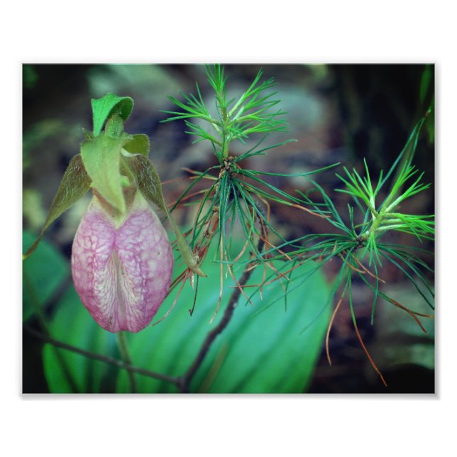 Impression Photo Orchidée Sauvage Rose Lady Slipper Et Evergreens 8 (Devant)