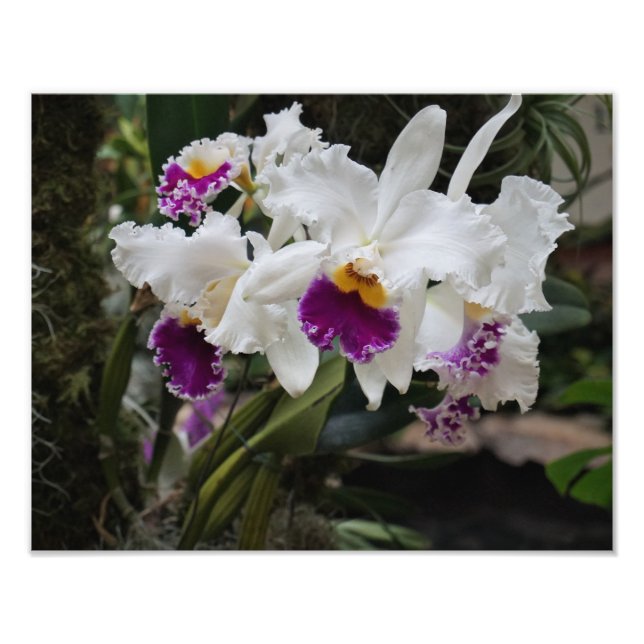 Impression Photo Orchidées 14"x11" (Devant)