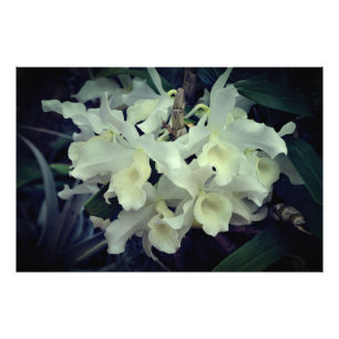 Impression Photo Orchidées 36"x24"