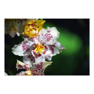 Impression Photo Orchidées blanches et jaunes Imprimer