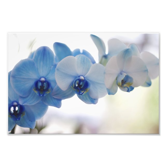 Impression Photo Orchidées bleues (Devant)