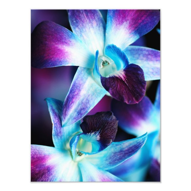 Impression Photo Orchidées Customisées à l'orchidée pourpre et bleu (Devant)