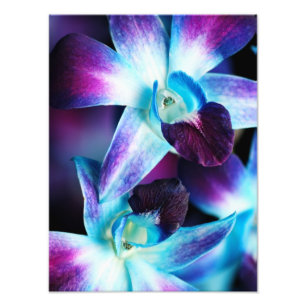 Impression Photo Orchidées customisées par orchidée pourpre de