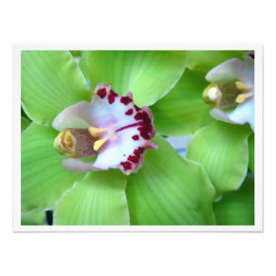 Impression Photo Orchidées Cymbidium Vert