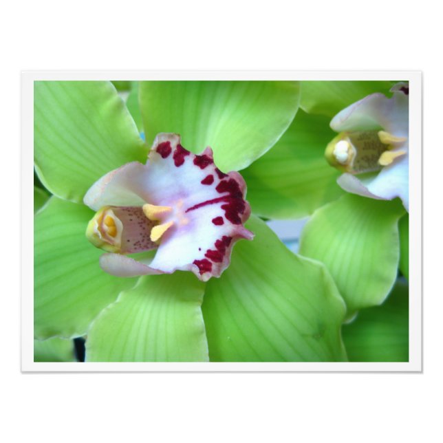 Impression Photo Orchidées Cymbidium Vert (Devant)