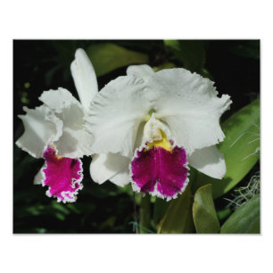 Impression Photo Orchidées de 14 po x 11 po
