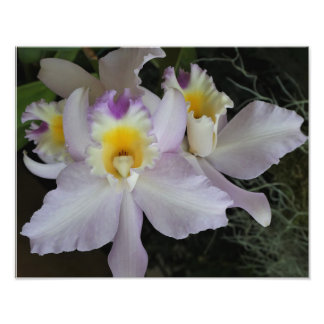 Impression Photo Orchidées de 14 po x 11 po