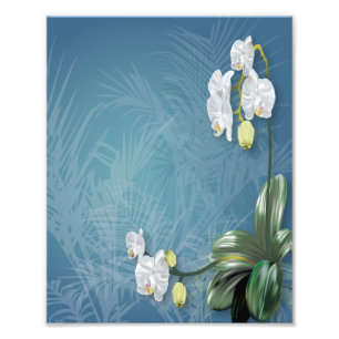 Impression Photo Orchidées et fougères