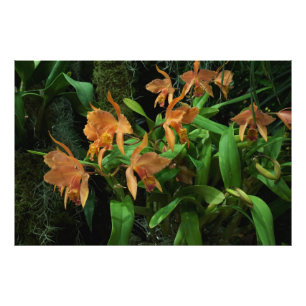 Impression Photo Orchidées orange 36"x24"