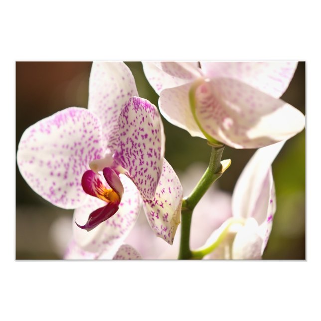 Impression Photo Orchidées par Shirley Taylor (Devant)