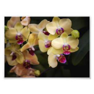 Impression Photo Orchidées roses et jaunes