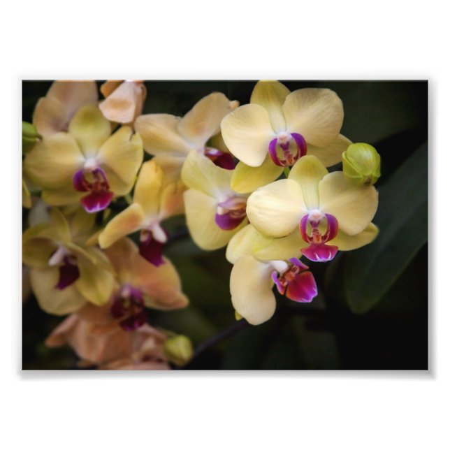 Impression Photo Orchidées roses et jaunes (Devant)