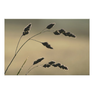 Impression Photo Oreille d'herbe humide