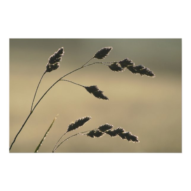 Impression Photo Oreille d'herbe humide (Devant)