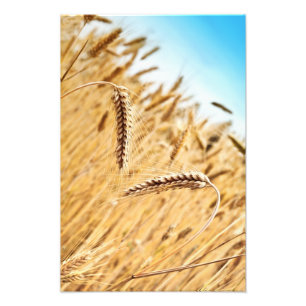 Impression Photo Oreilles de blé d'or contre le champ de blé