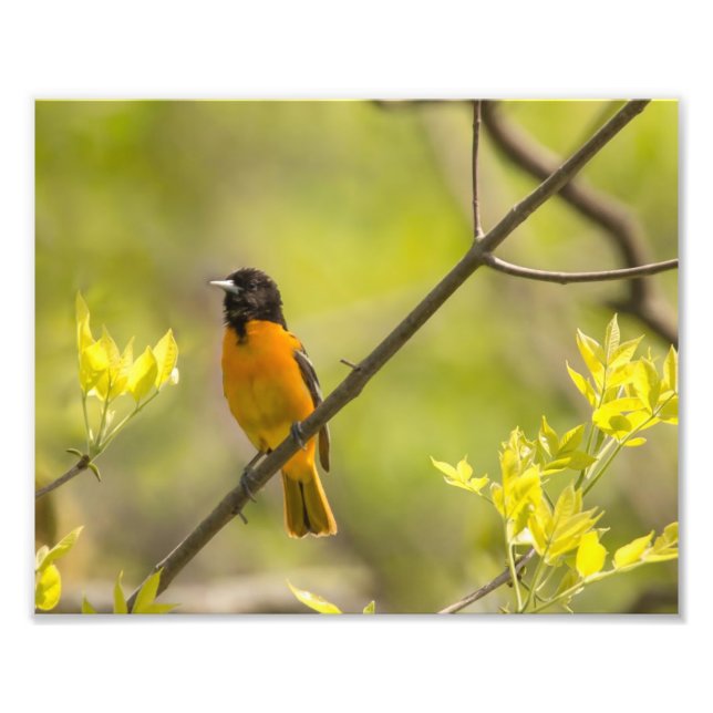 Impression Photo Oriole Baltimore dans l'arbre pendant le printemps (Devant)