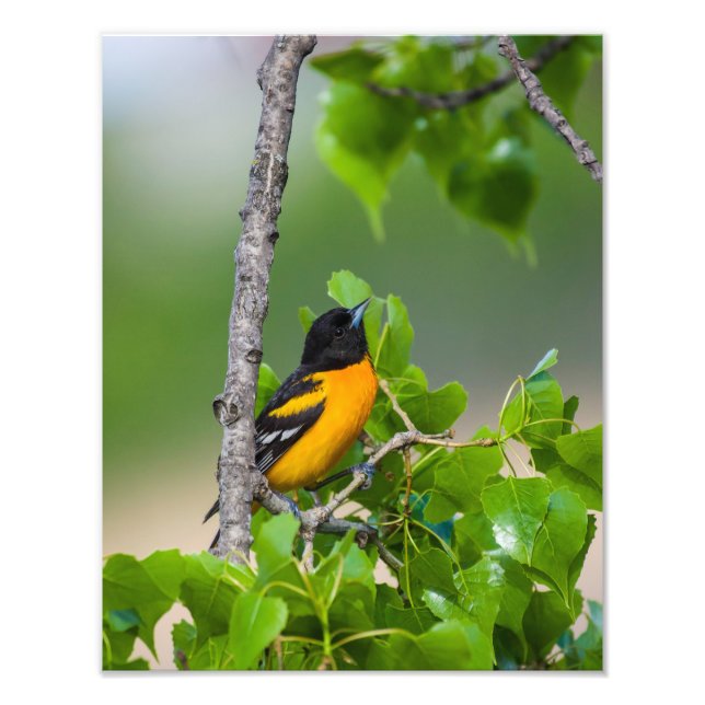 Impression Photo Oriole Surplombant (Devant)