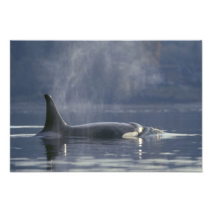 Impression Photo Orque adulte femelle (Orcinus Orca), Puget