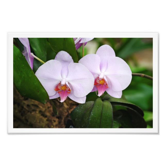 Impression Photo Orquides de lavande (Devant)