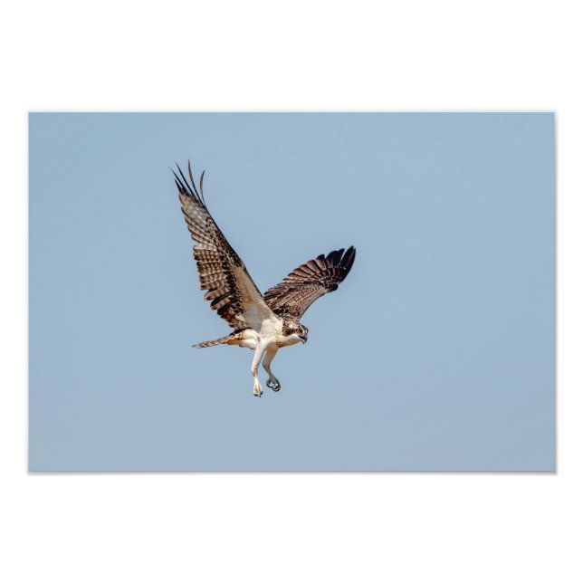Impression Photo Osprey juvénile en vol (Devant)