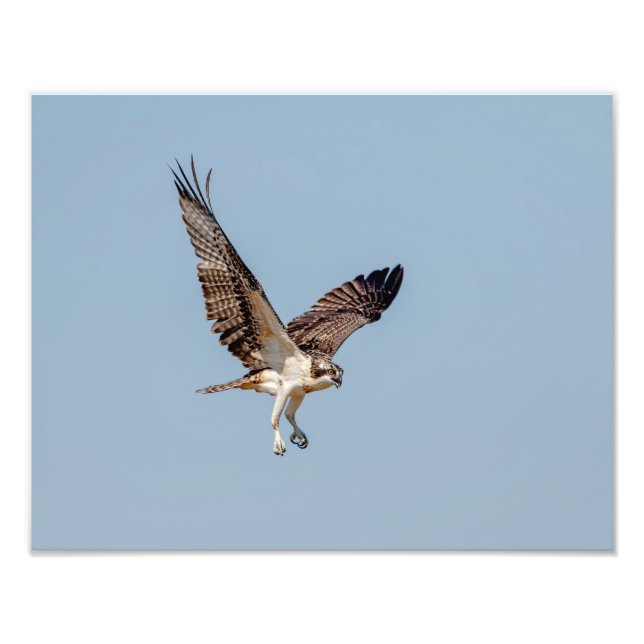 Impression Photo Osprey juvénile en vol (Devant)