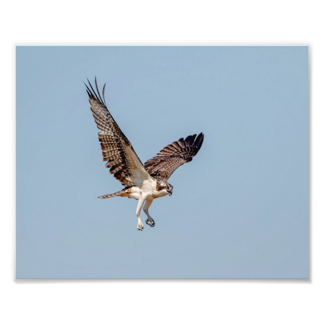 Impression Photo Osprey juvénile en vol (Devant)