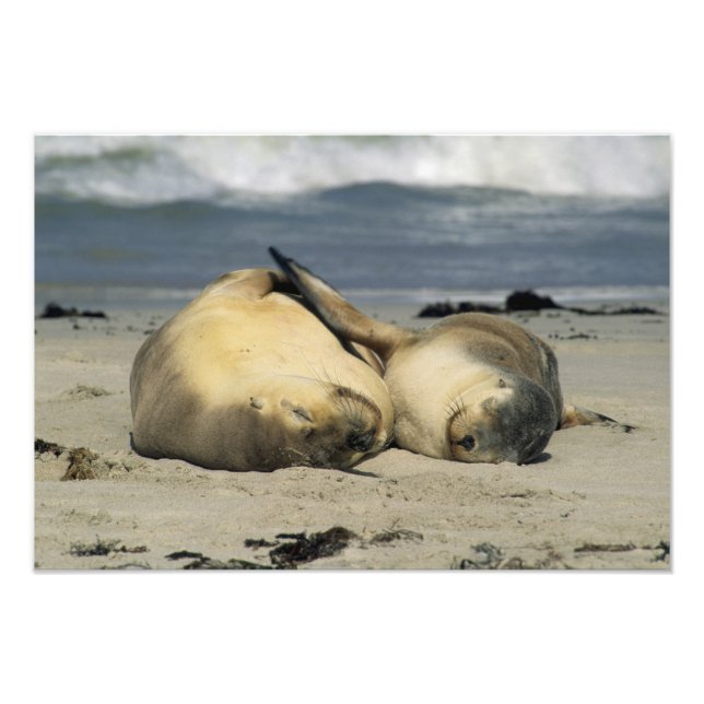 Impression Photo Otaries australiennes, Neophoca cinerea), (Devant)