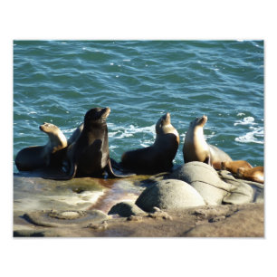 Impression Photo Otaries de San Diego